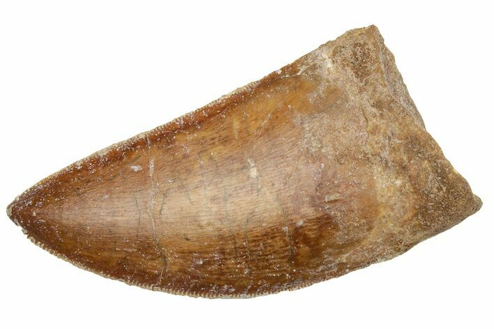 Serrated, Carcharodontosaurus Tooth - Real Dinosaur Tooth #225489